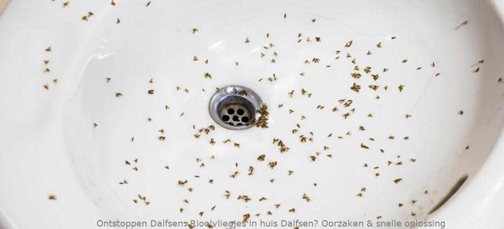 Rioolvliegjes in huis Dalfsen? Oorzaken & snelle oplossing